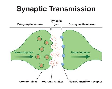 xyapes|synapse website.